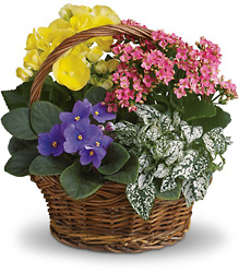 Spring Has Sprung Mixed Basket from Parkway Florist in Pittsburgh PA